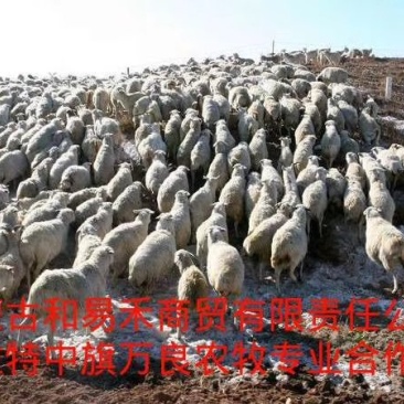 羊肉