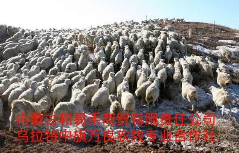羊肉