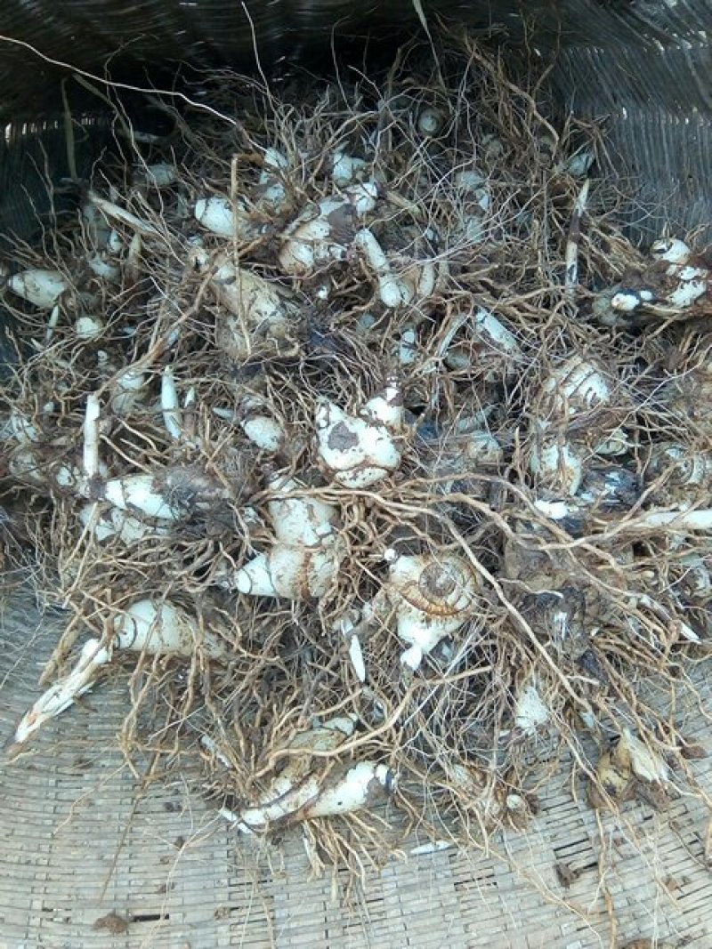 白芨供应