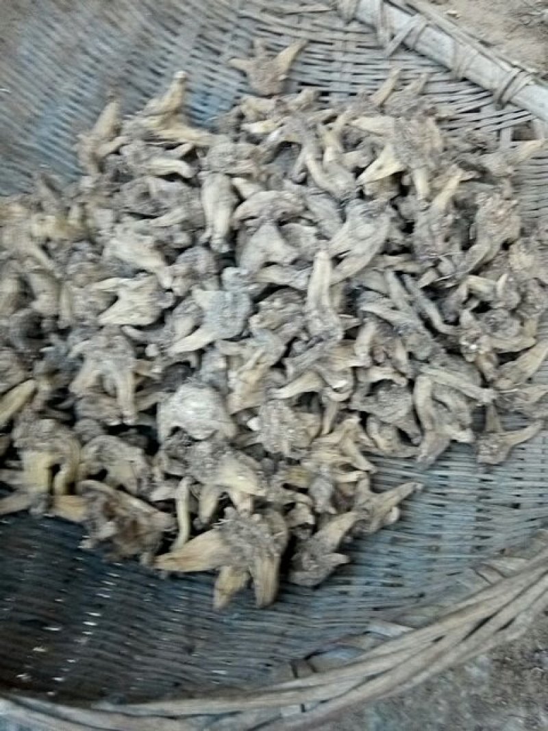 白芨供应