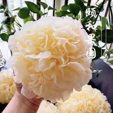 鲜银耳