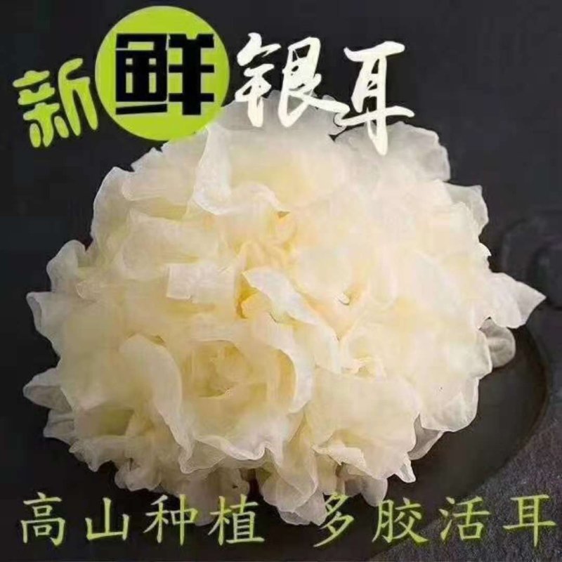 鲜银耳