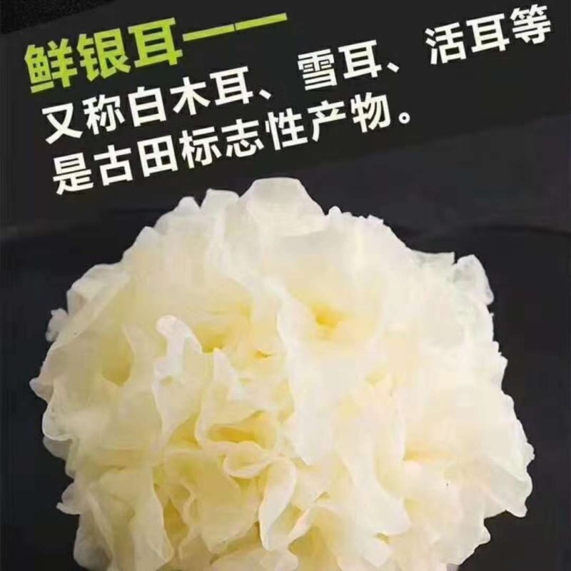 鲜银耳