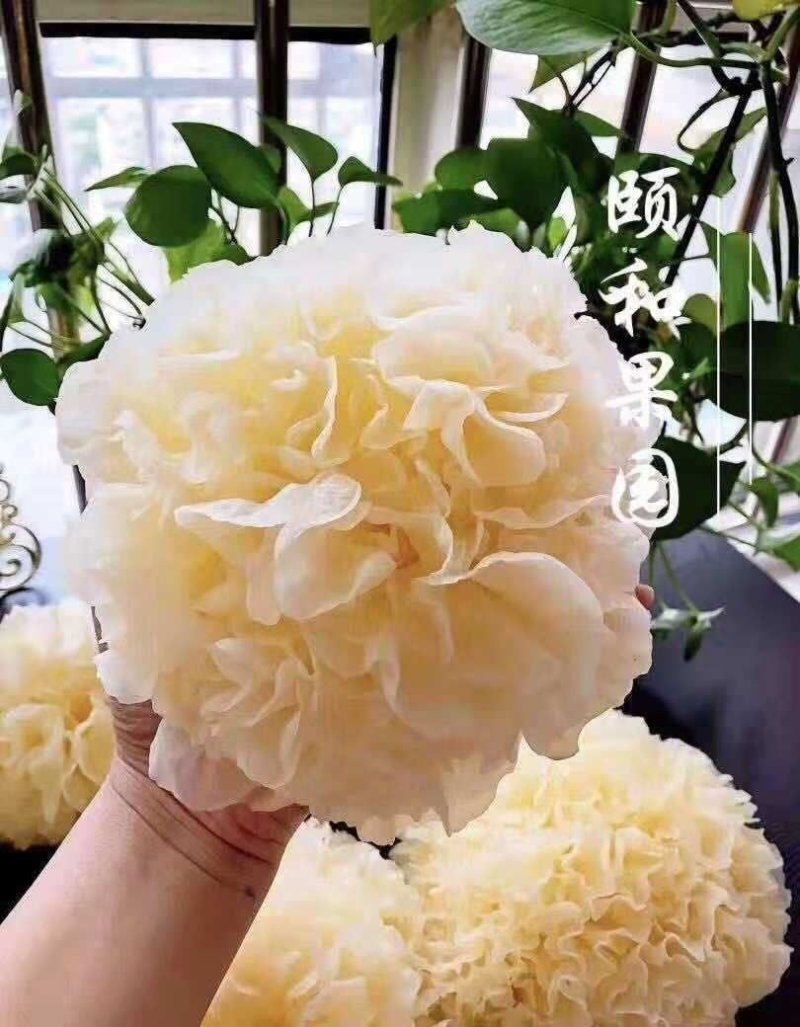 鲜银耳