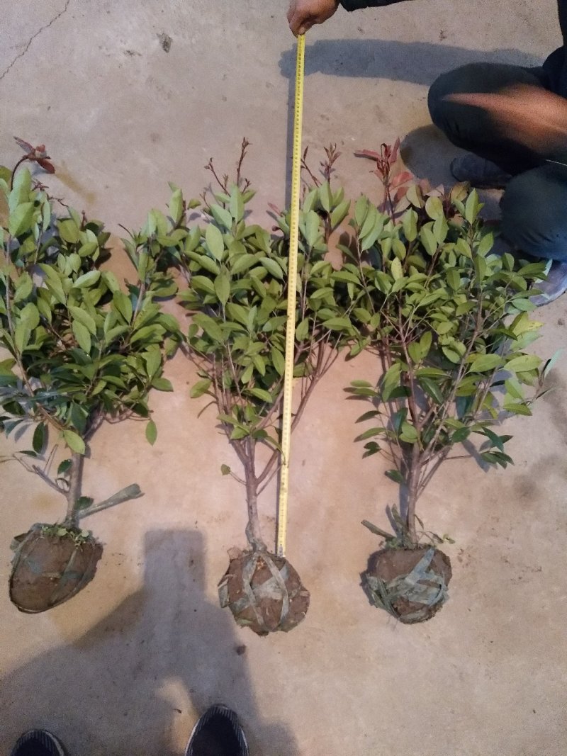 红叶石楠供应红叶石楠球毛球50cm60cm