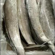 北海本地带鱼，新鲜带鱼，当天捕捞当天发货