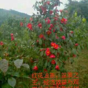 红花油茶好品种