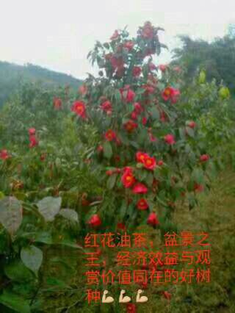 红花油茶好品种