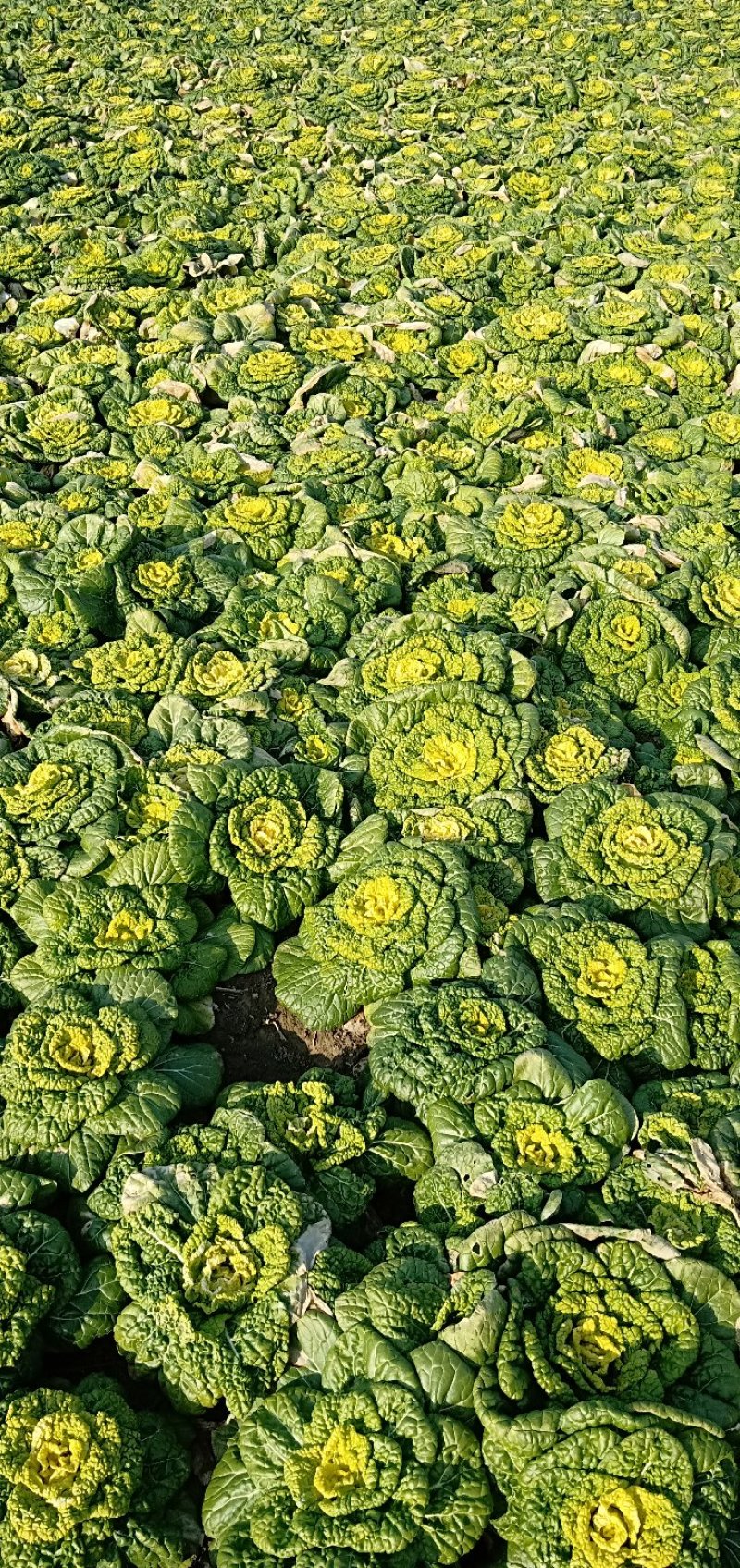 大量黄心菜出售！