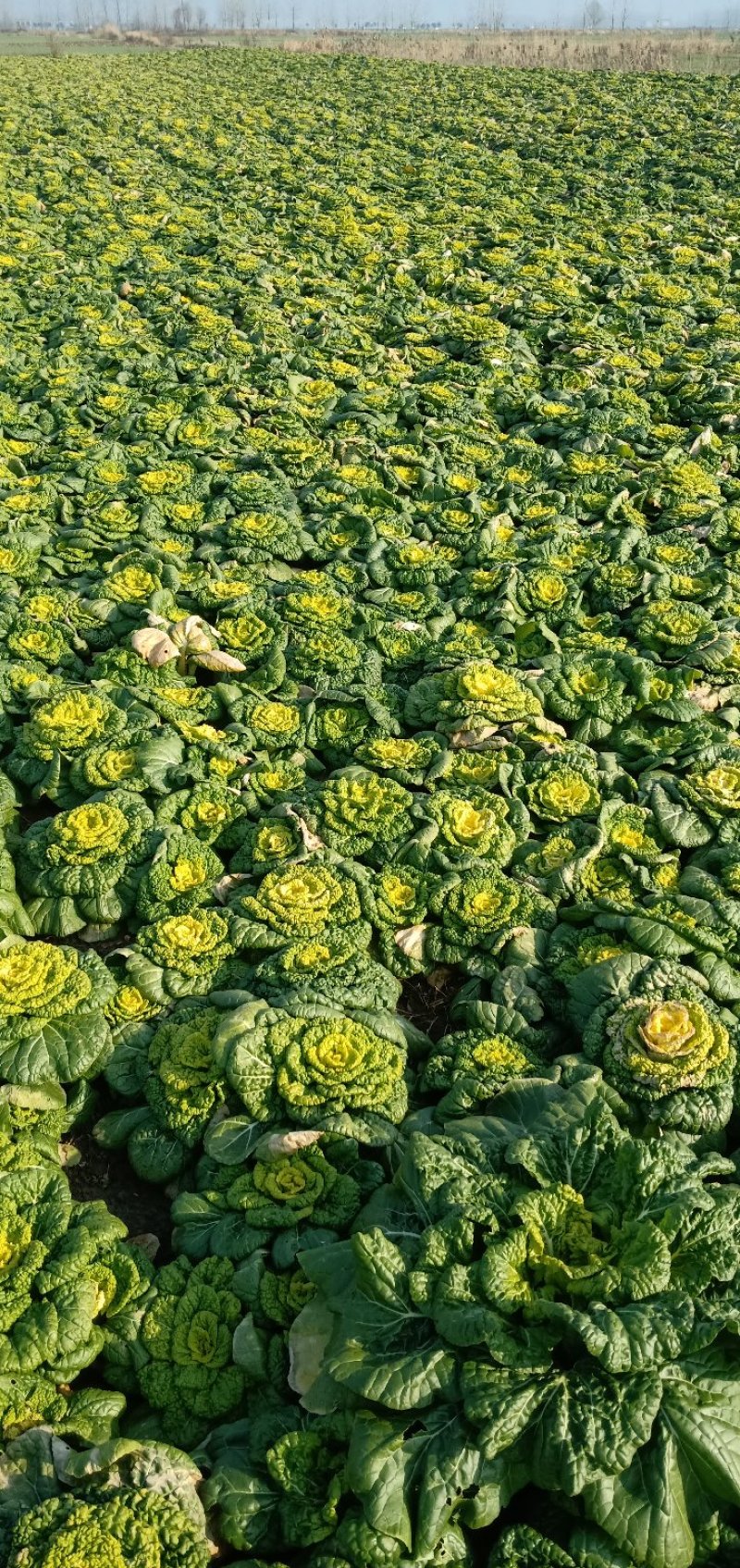 大量黄心菜出售！