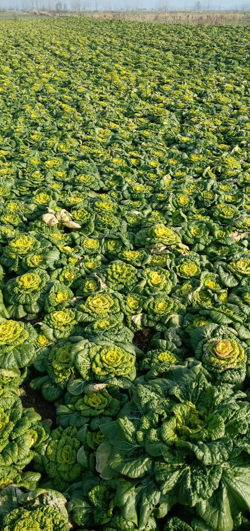 大量黄心菜出售！