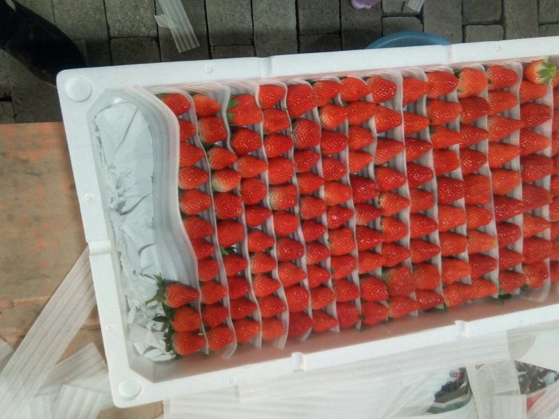 草莓甜宝草莓，基地直供，品质保证颜色靓丽口感独特