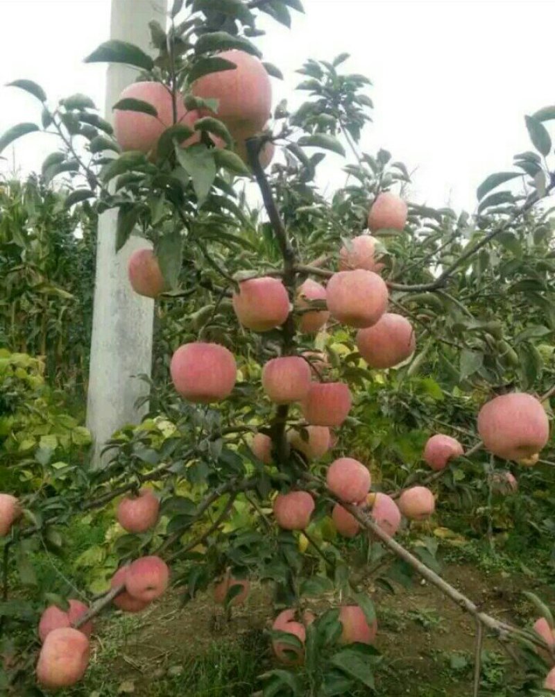苹果苗，红富士苹果苗，短枝红富士