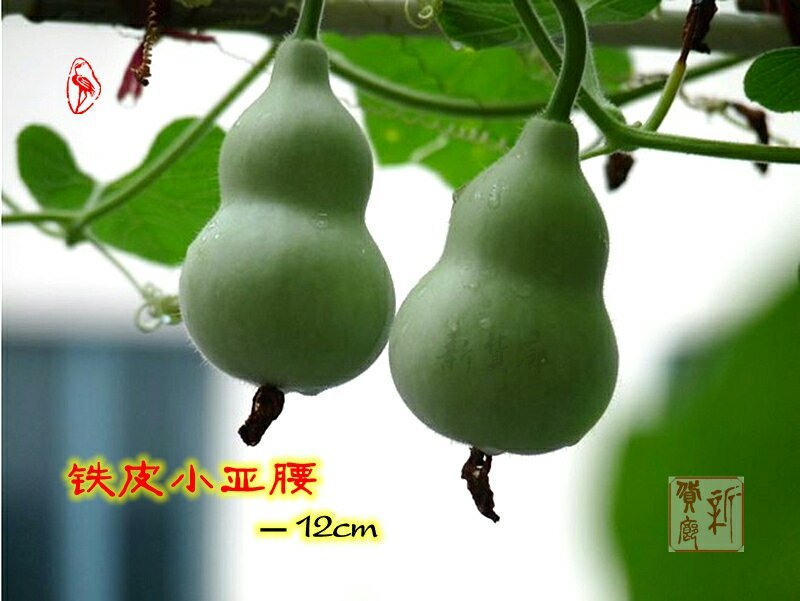 铁皮小亚腰葫芦种子