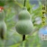 铁皮小亚腰葫芦种子