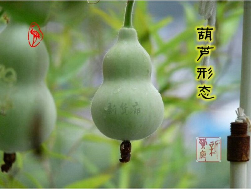 铁皮小亚腰葫芦种子