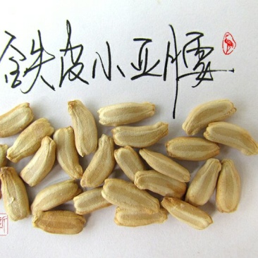 铁皮小亚腰葫芦种子