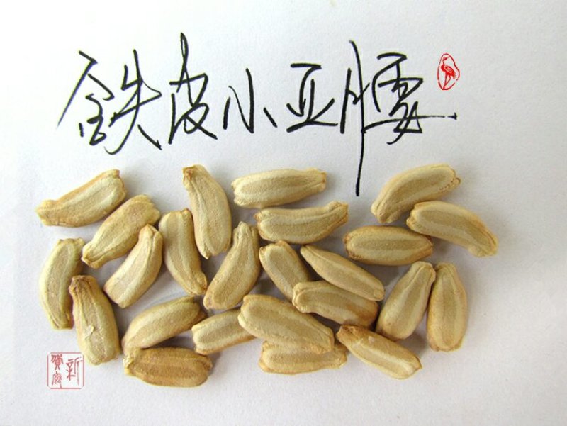 铁皮小亚腰葫芦种子
