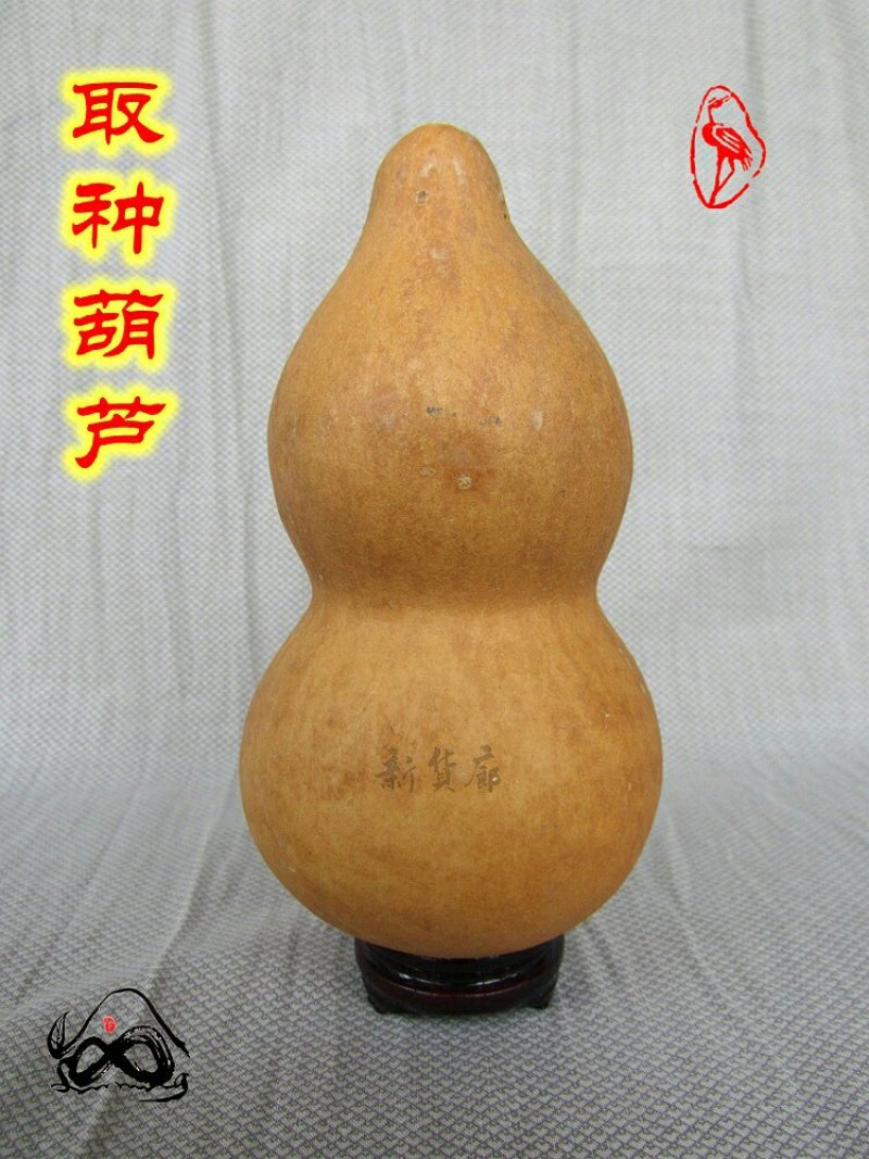 铁皮小亚腰葫芦种子