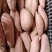 红薯