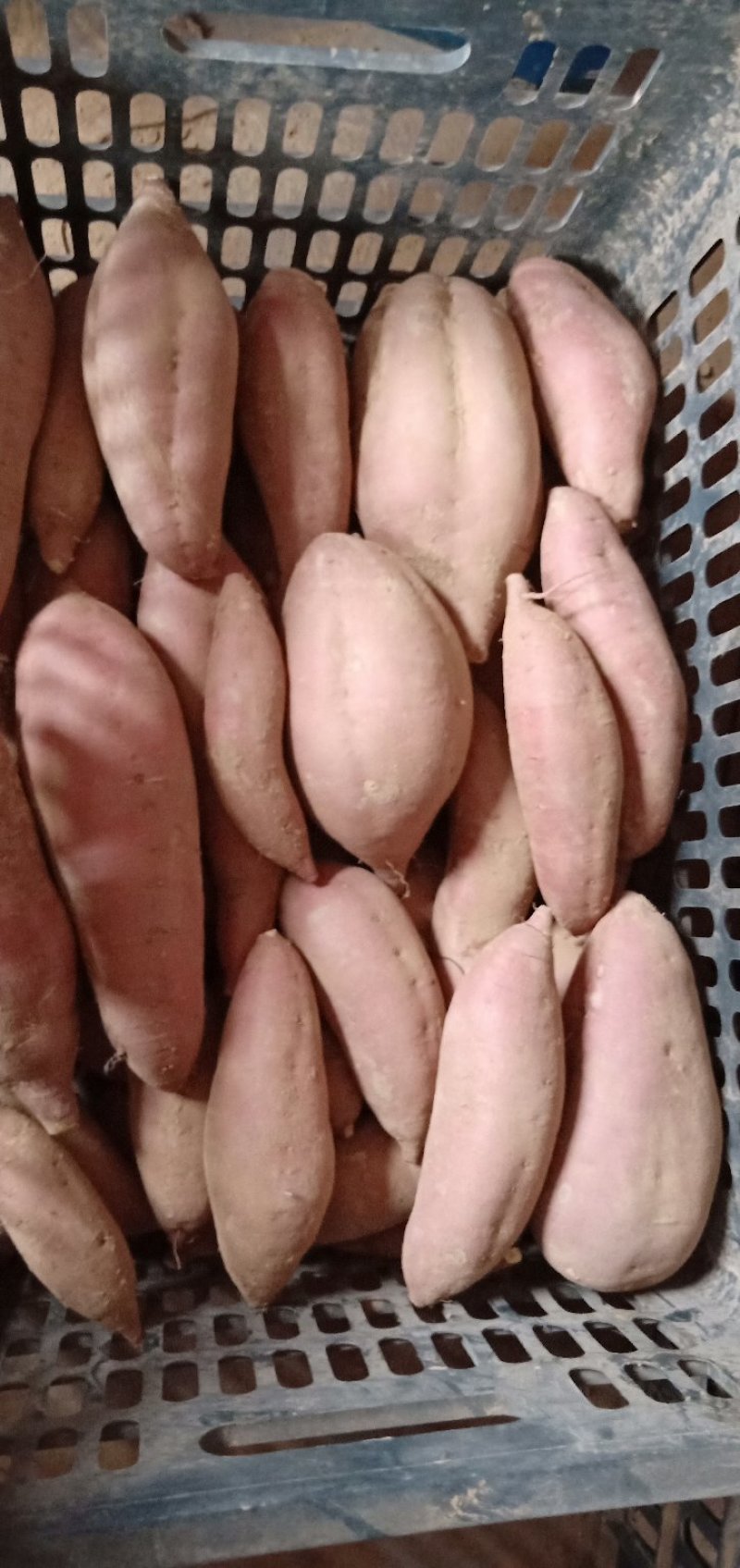红薯