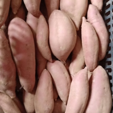 红薯