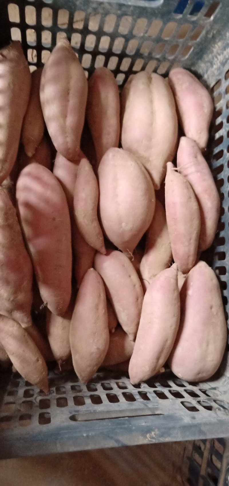 红薯