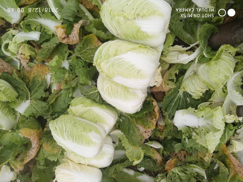 蔬菜黄心白菜上市了
