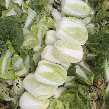 蔬菜黄心白菜上市了