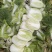 蔬菜黄心白菜上市了