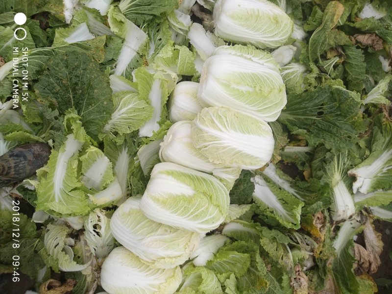 蔬菜黄心白菜上市了