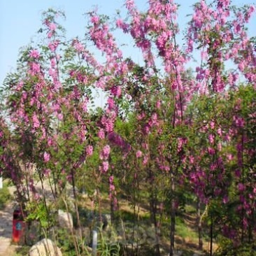 苗木种苗香花槐红花槐3公分粗5公分粗香花槐