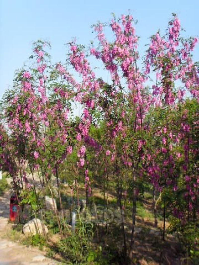 苗木种苗香花槐红花槐3公分粗5公分粗香花槐