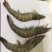 白灼虾