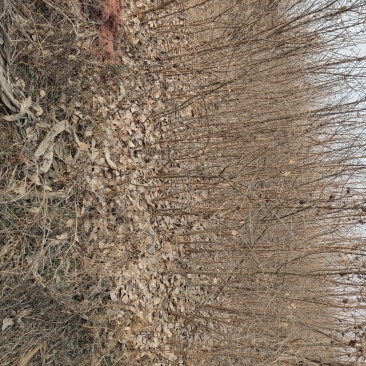 苗木种苗桂花原生苗桂花小苗油根子苗六月雪苗