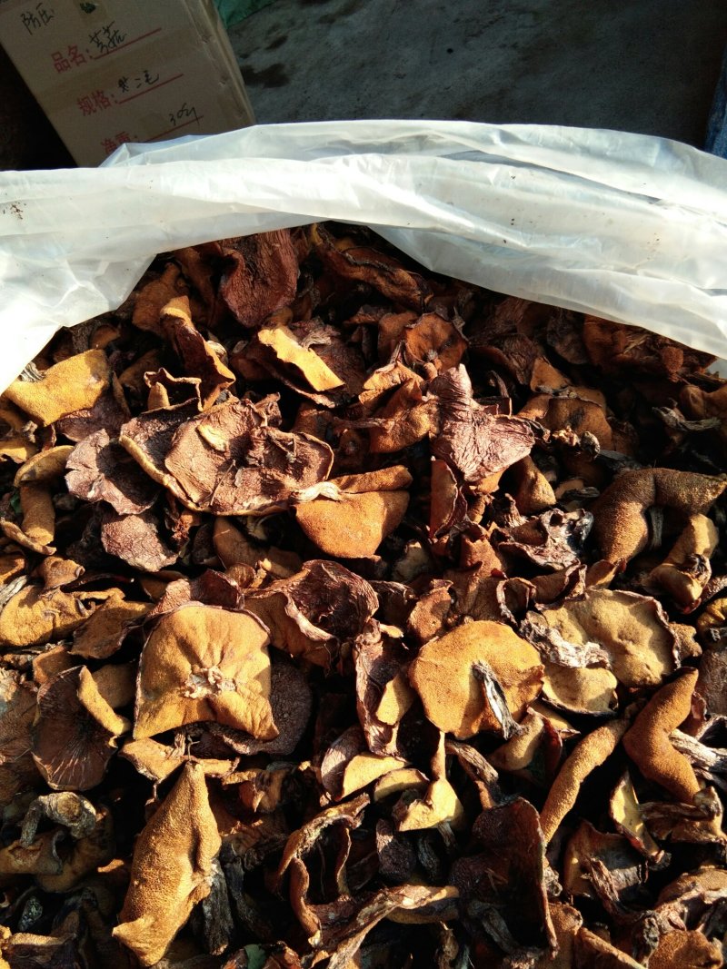 剪根松蘑烤干产区直供，颜色黄，肉质厚，口感好，眼观漂亮，
