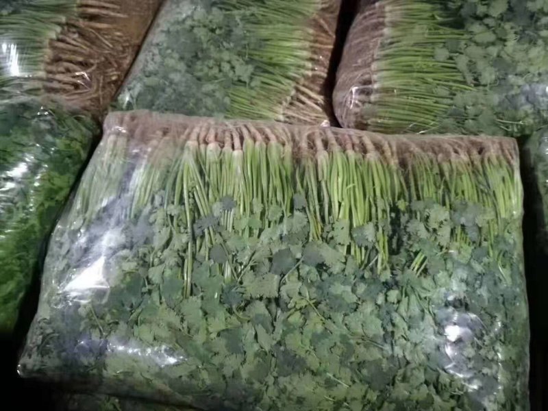 聊城铁杆中叶香菜大量上市