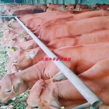 肉牛小牛犊市场价格肉牛犊育肥
