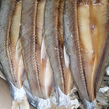 野生淡水大白条大翘嘴白