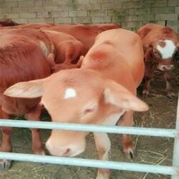 禽畜种苗肉牛肉牛养殖前景分析小肉牛养殖场