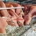 禽畜种苗肉牛肉牛养殖前景分析小肉牛养殖场