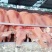 禽畜种苗肉牛肉牛养殖前景分析小肉牛养殖场