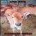 禽畜种苗肉牛肉牛养殖前景分析小肉牛养殖场