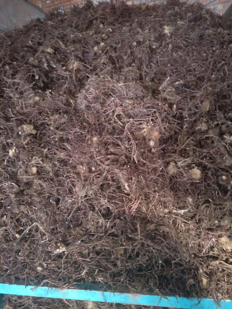 大量紫菀干货出售