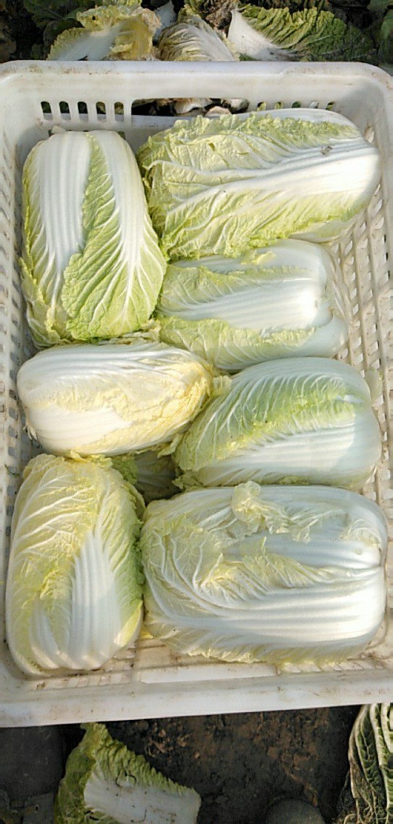 晚丰黄心菜