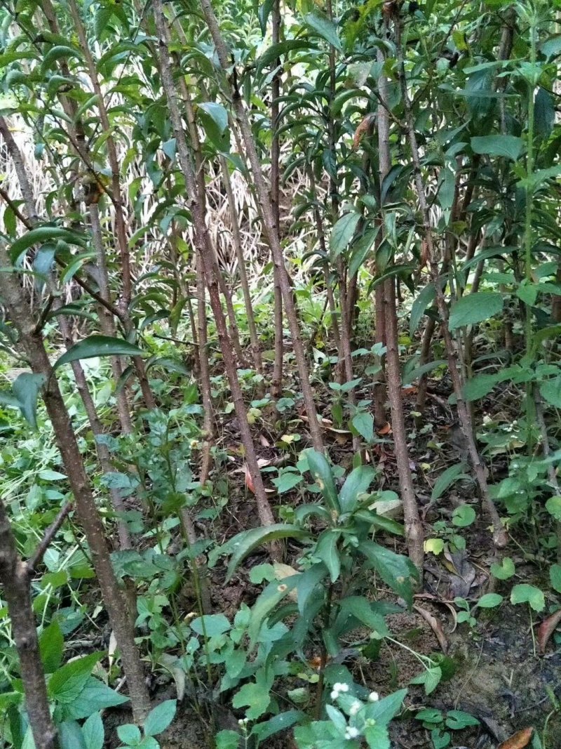 蜂糖李子苗免费提供技术指导