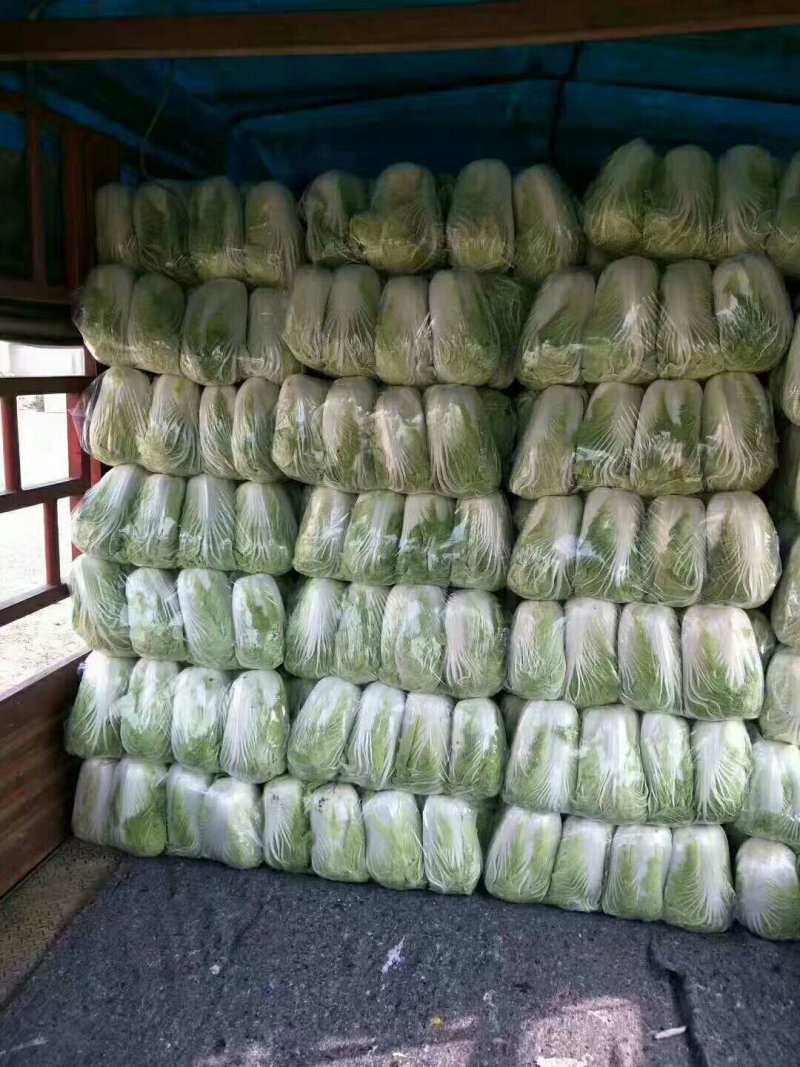 北京青杂三号大白菜，（毛菜）大量供应，货源充足，质量好眼