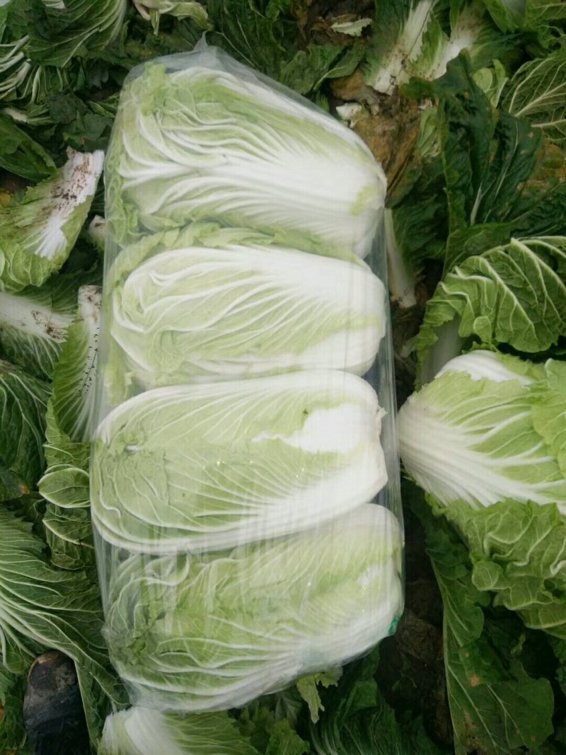 北京青杂三号大白菜，（毛菜）大量供应，货源充足，质量好眼