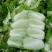 北京青杂三号大白菜，（毛菜）大量供应，货源充足，质量好眼