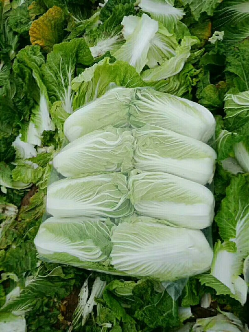 北京青杂三号大白菜，（毛菜）大量供应，货源充足，质量好眼
